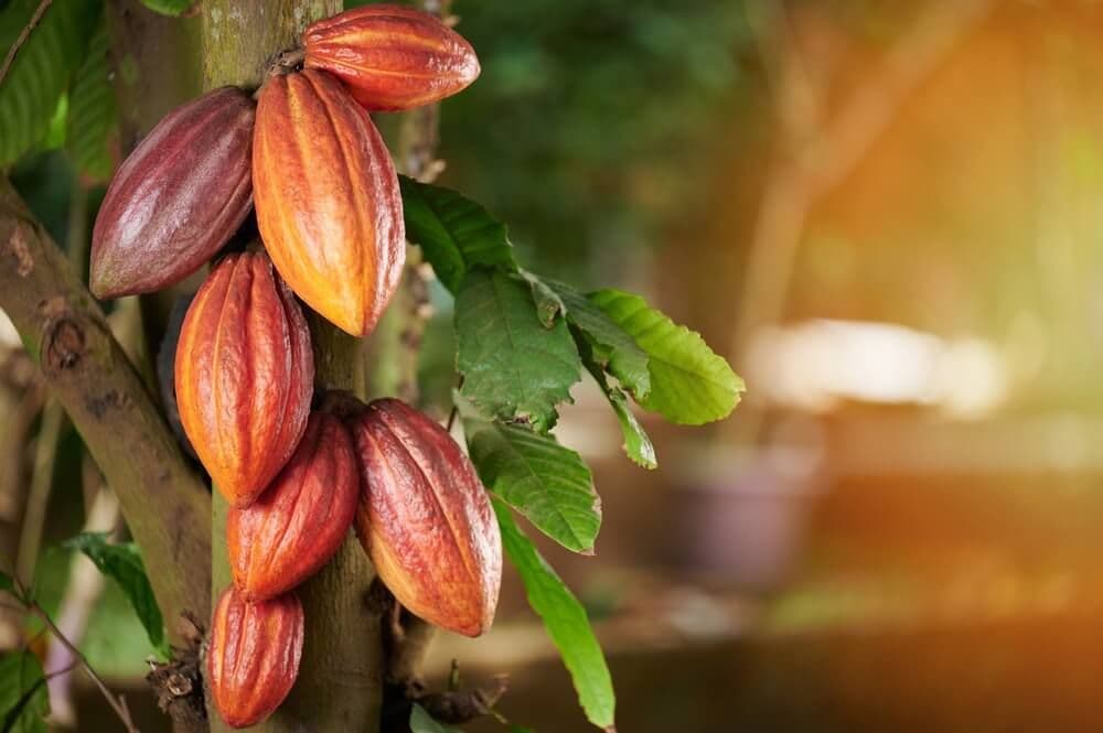 El resurgimiento del café: impacto económico de su producción en la Venezuela de 2026